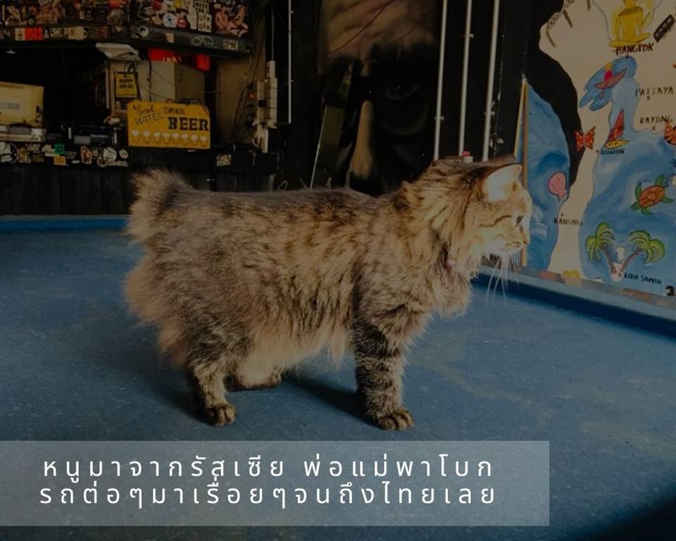 ที่พักกรุงเทพหมาแมวพักได้