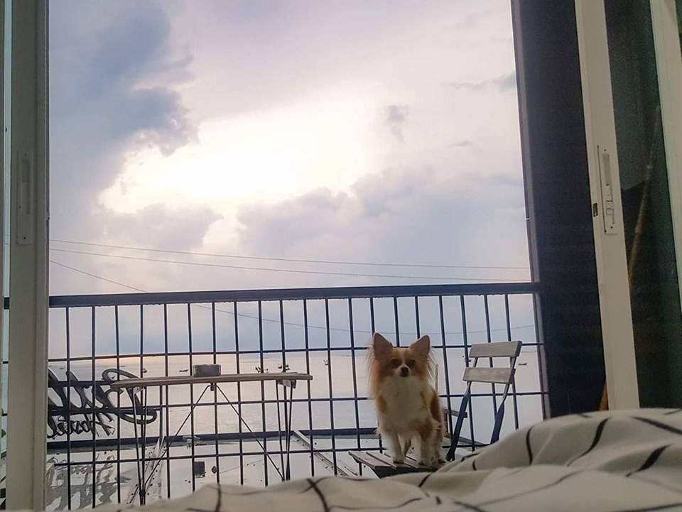 ที่พักบางแสนน้องหมาพักได้