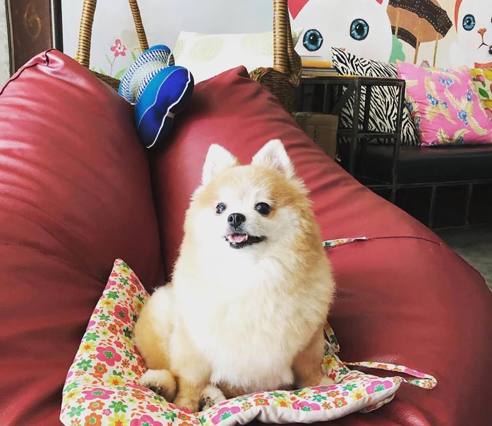 ที่พักจอมเทียนพัทยาน้องหมาพักได้