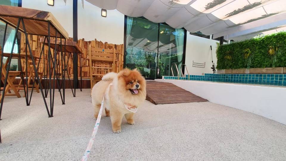 ที่พักพัทยาน้องหมาพักได้