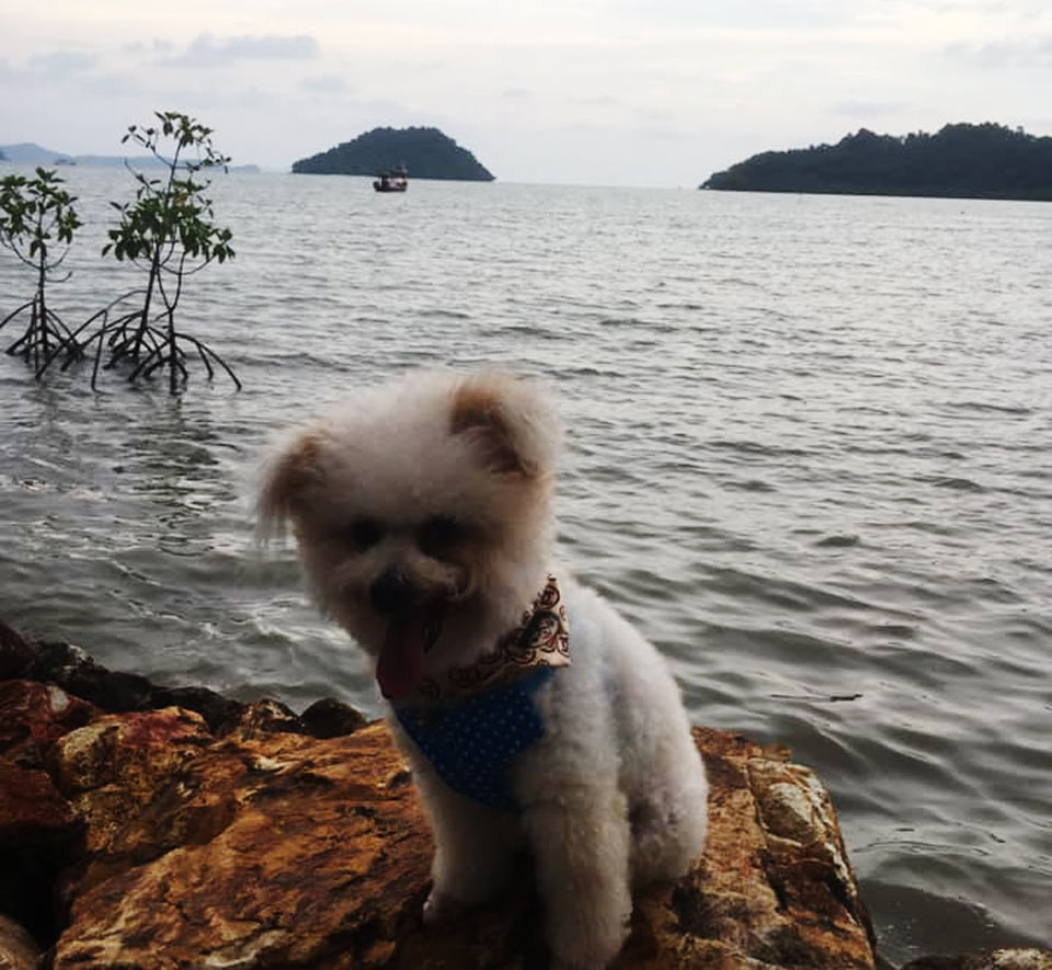 ที่พักเกาะช้างน้องหมาพักได้