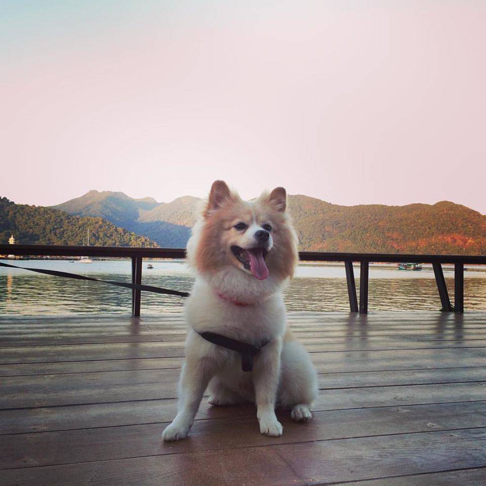 ที่พักเกาะช้างน้องหมาพักได้