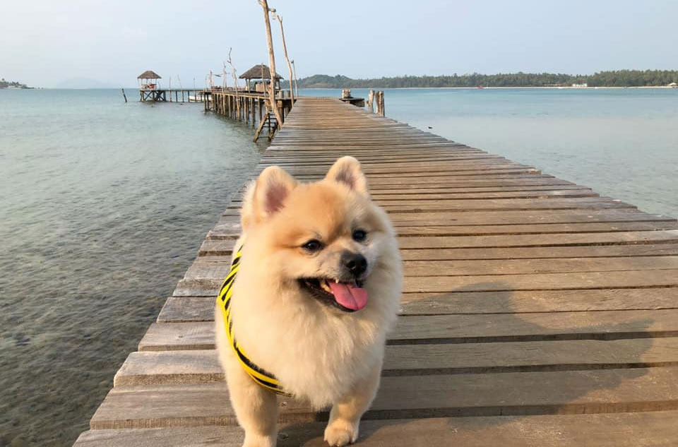 ที่พักเกาะหมากน้องหมาพักได้