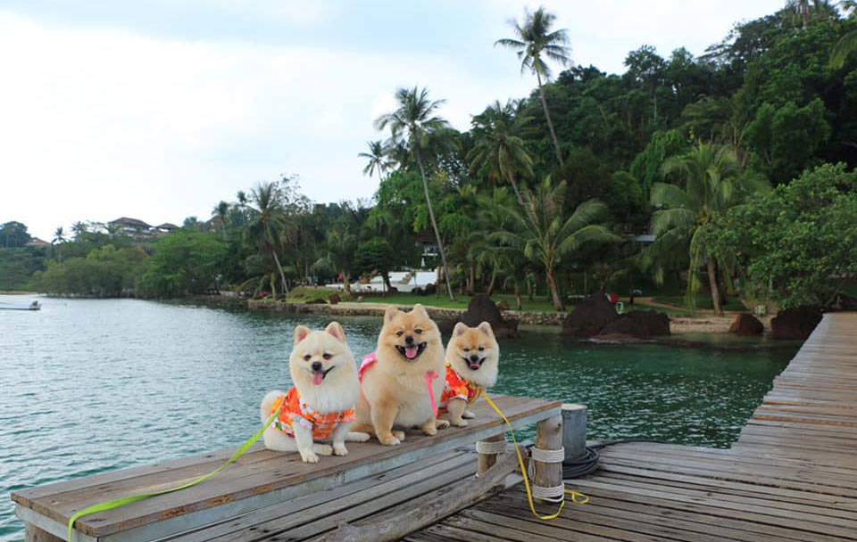 ที่พักเกาะหมากน้องหมาพักได้