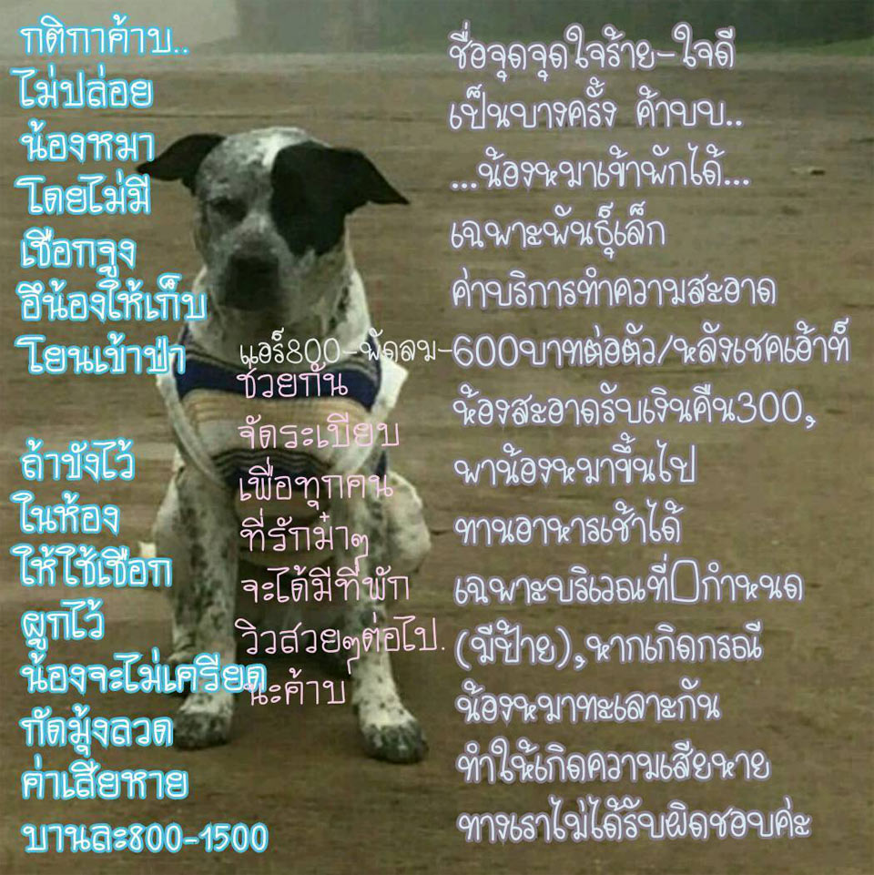 ที่พักเขาค้อหมาพักได้
