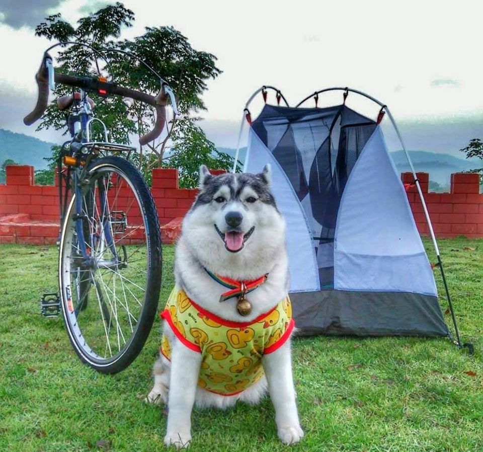 ที่พักน้ำหนาวน้องหมาพักได้