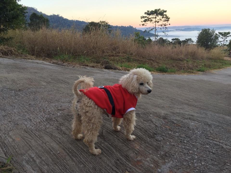 ที่พักเขาค้อน้องหมาพักได้