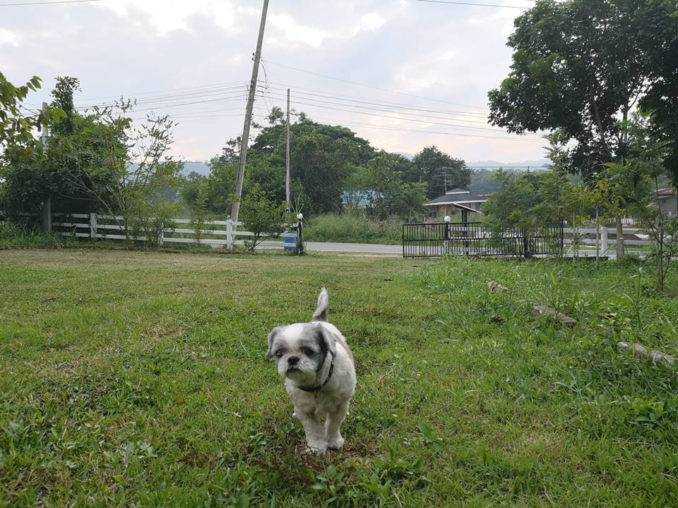 ที่พักใกล้เขาใหญ่หมาใหญ่พักได้