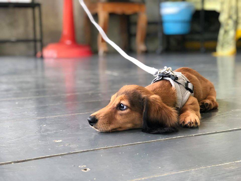 ที่พักแม่สอดหมาพักได้