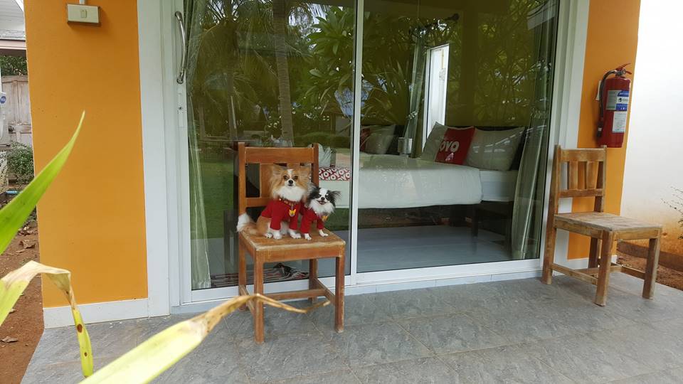 ที่พักปราณบุรีน้องหมาพักได้