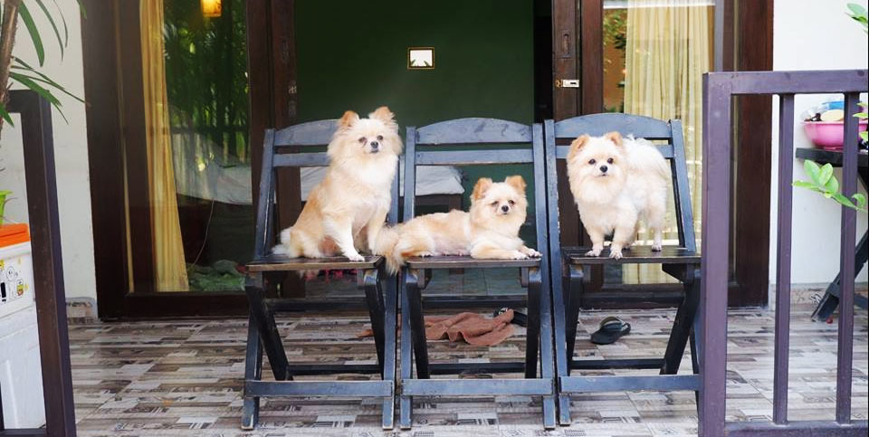 ที่พักปราณบุรีน้องหมาพักได้