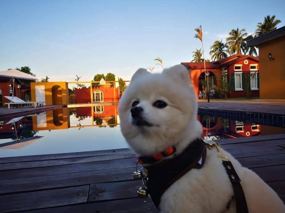 รีสอร์ทบางสะพานน้องหมาพักได้