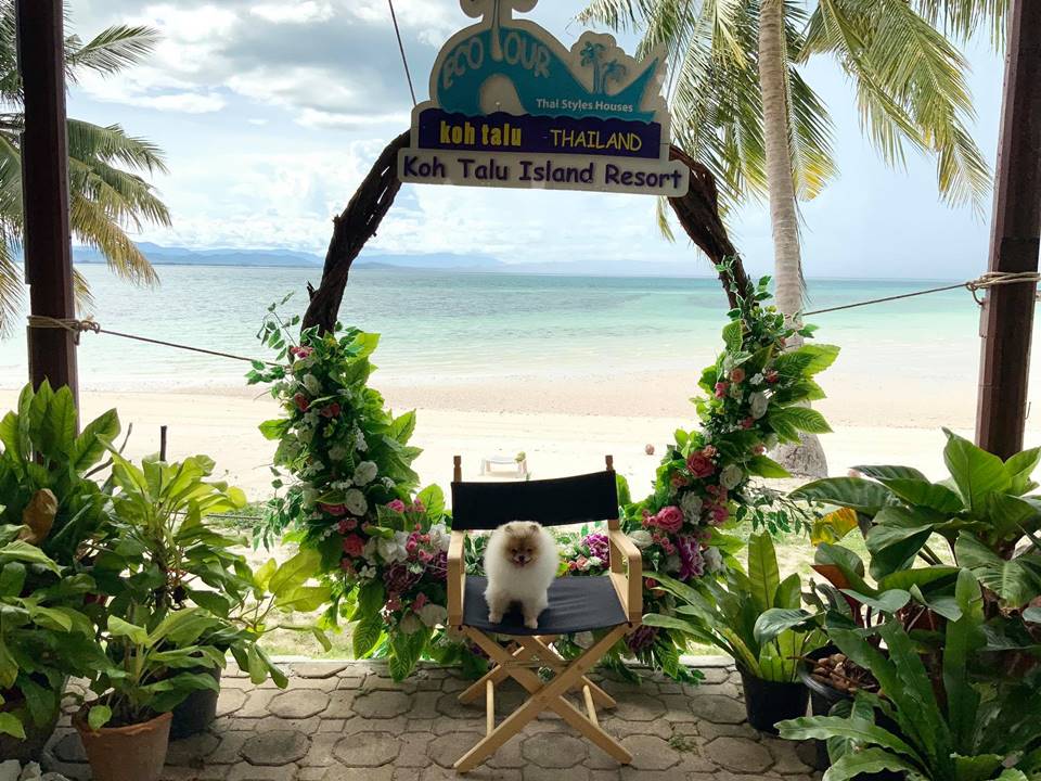 ที่พักเกาะทะลุหมาพักได้