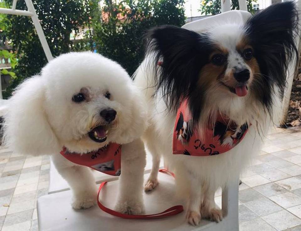 ที่พักแก่งกระจานน้องหมาพักได้