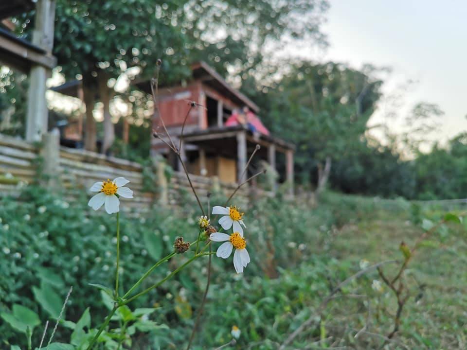 บ้านพักในเชียงรายหมาพักได้
