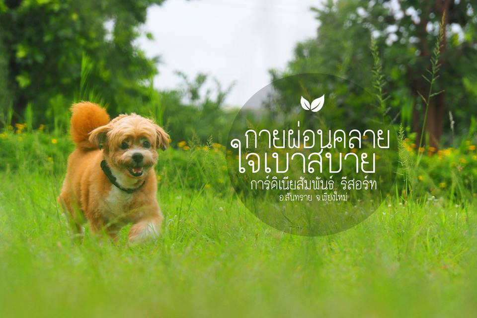 ที่พักเชียงใหม่น้องหมาพักได้
