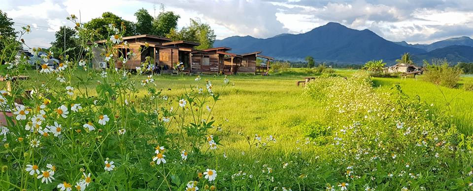 บ้านไม้ปลายนาน้องหมาพักได้