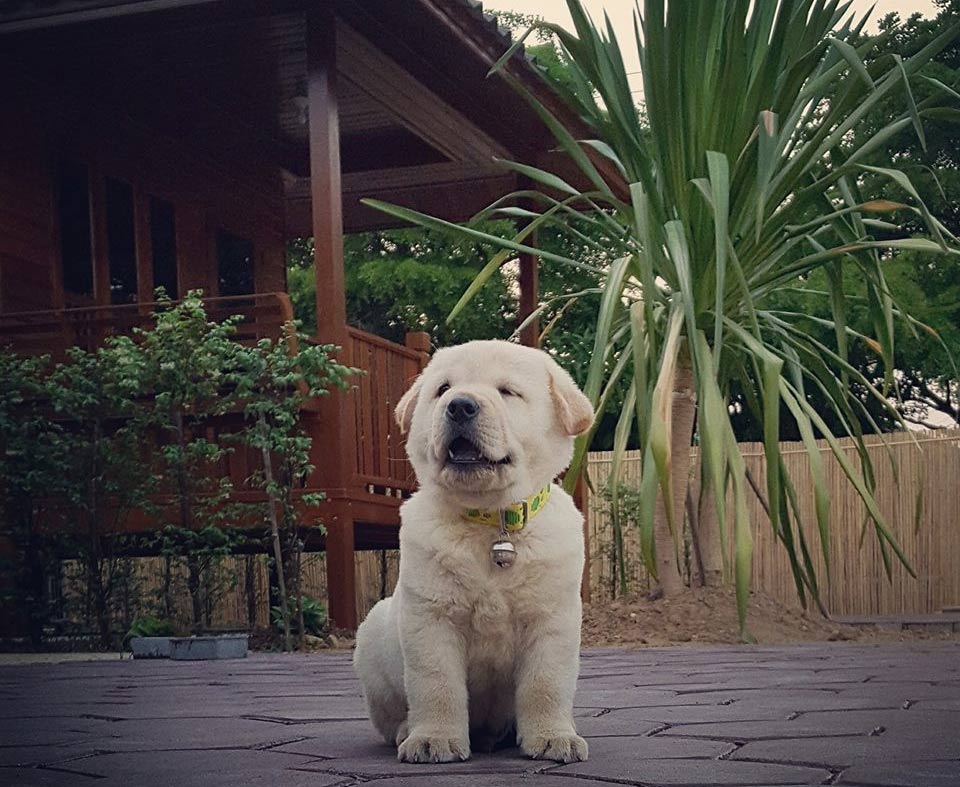 ที่พักลำพูนน้องหมาพักได้