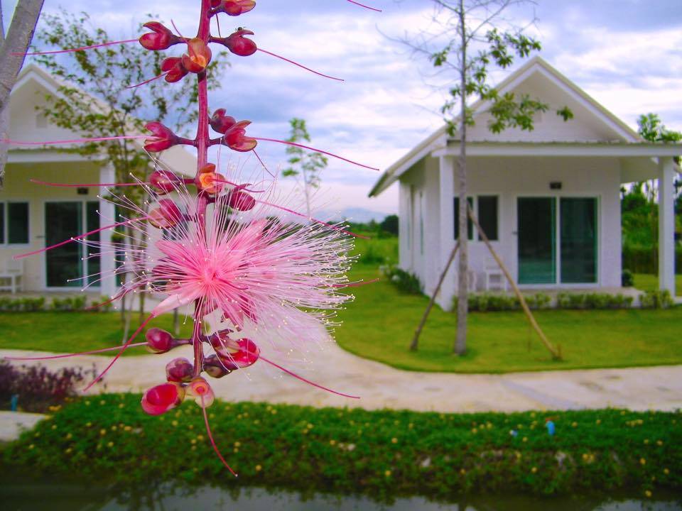 ที่พักป่าซางลำพูนหมาพักได้