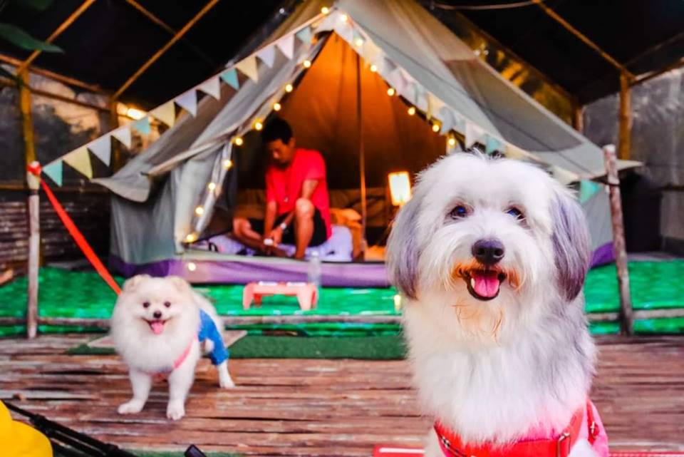 ที่พักนครศรีน้องหมาพักได้
