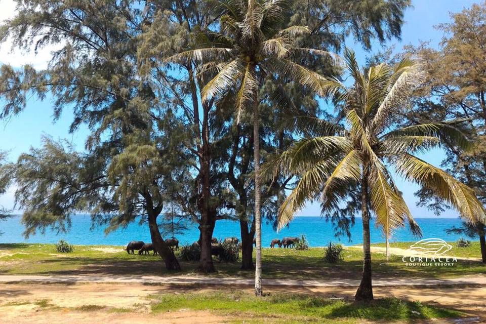 โรงแรมริมหาดไม้ขาวภูเก็ตหมาพักได้