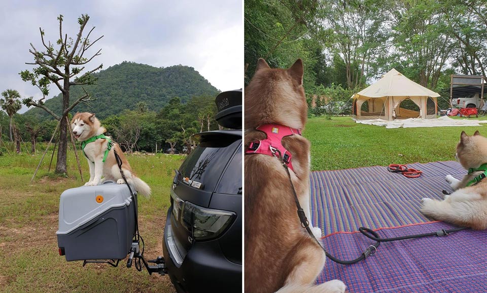 ปันธาราเขาใหญ่น้องหมาพักได้