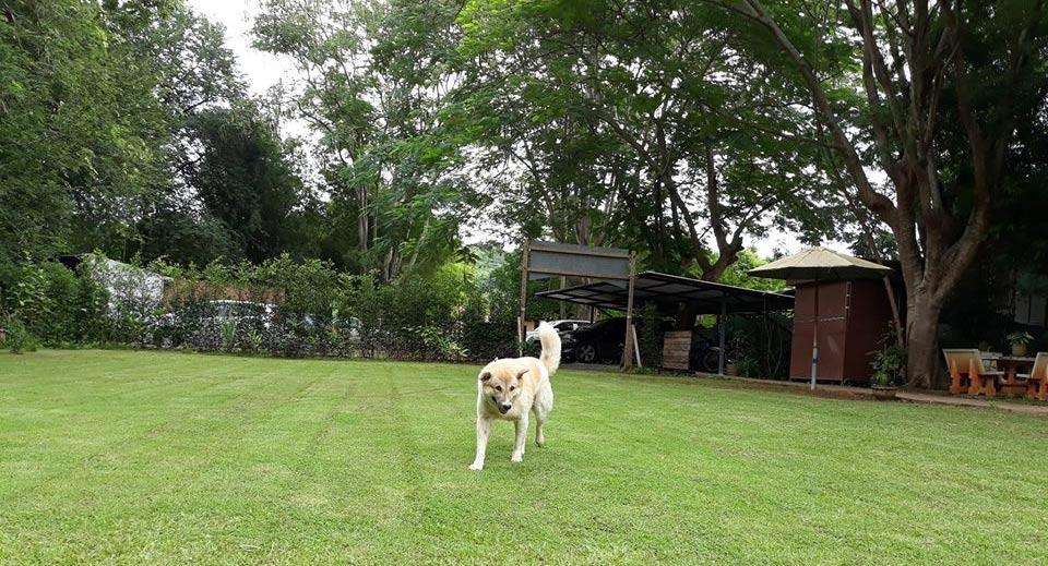 ปันธาราเขาใหญ่น้องหมาพักได้