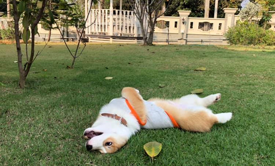 ที่พักปากช่องน้องหมาพักได้