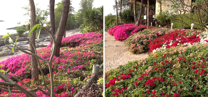 รีวิวทามาริน่ารีสอร์ท ที่พักอ่างศิลา น้องหมาพักได้